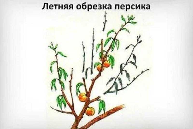 ️ обрезка плодовых деревьев весной для начинающих в картинках, сроки согласно лунному календарю