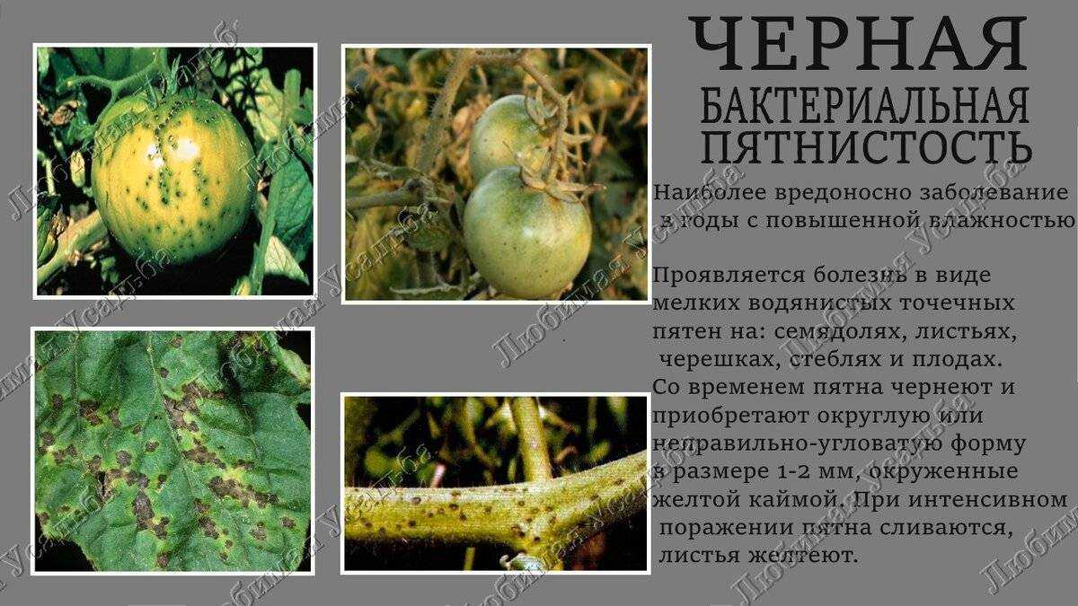 Бурая пятнистость: лечение и профилактика, как бороться, препараты