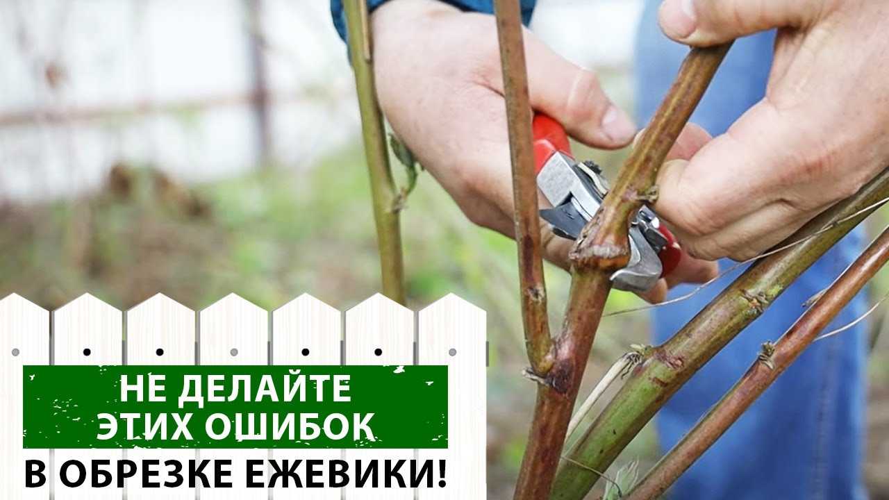 Уход за ежевикой осенью, подготовка к зиме