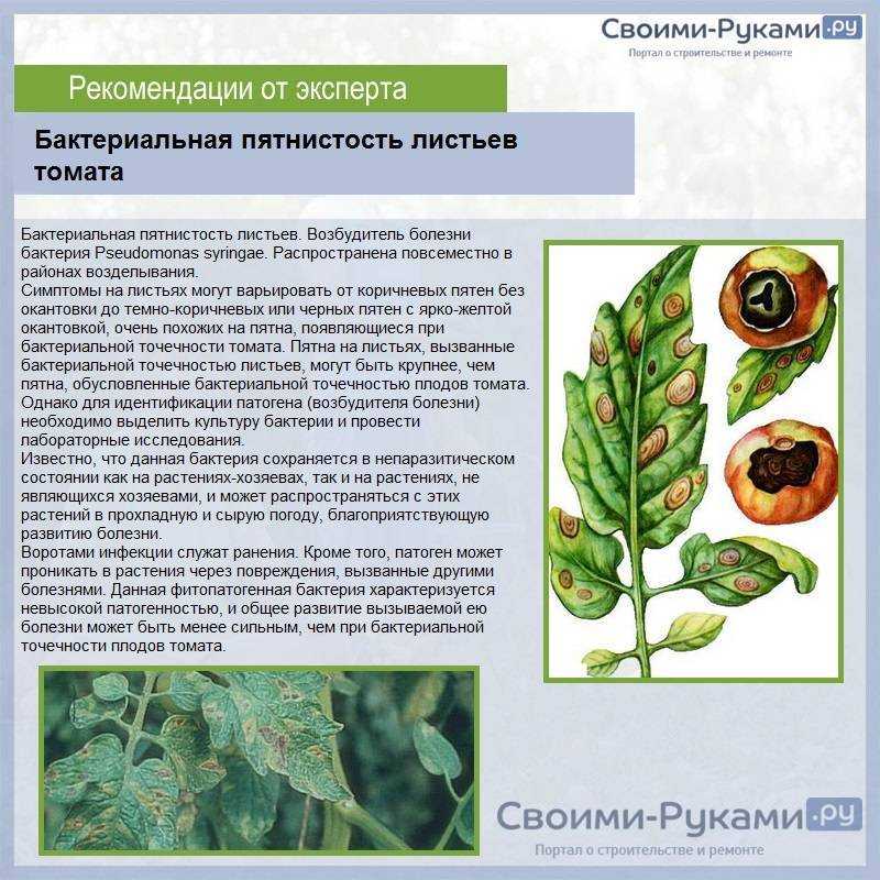 Кладоспориоз томатов начинается с листьев - огородные дела