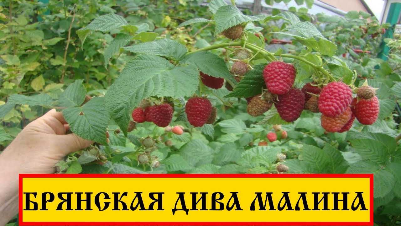 Крупноплодная малина брянское диво – настоящее чудо российской селекции