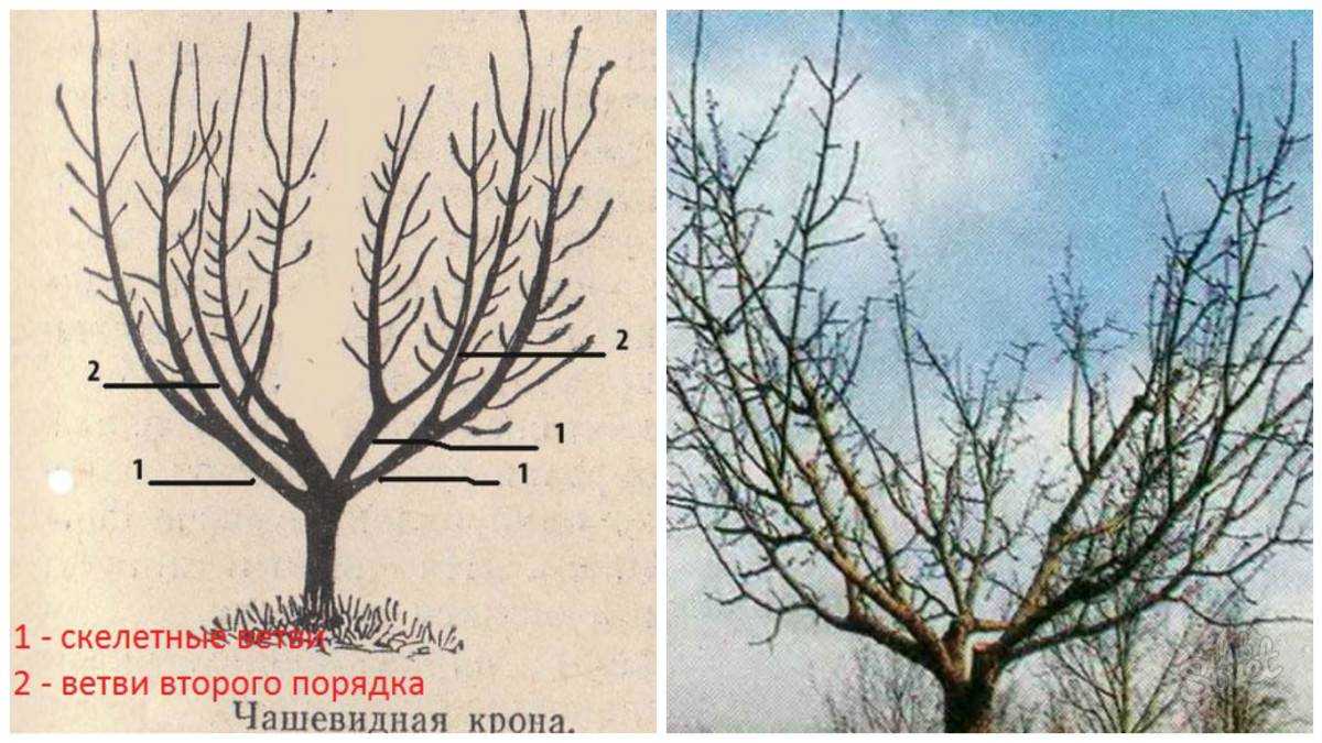 Обрезка абрикоса весной, чтобы был хороший урожай