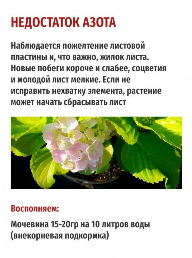 Чем подкормить гортензию весной для пышного цветения и активного роста в саду: народные средства и препараты