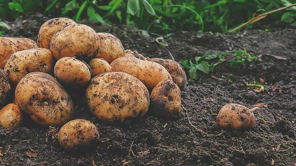 Сорта картофеля с названиями по алфавиту: характеристика, описание, урожайность