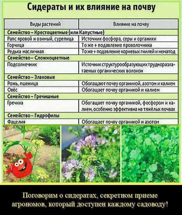 Фацелия - надёжная помощница земледельца - в саду.ру - 7 февраля - 43995935941 - медиаплатформа миртесен