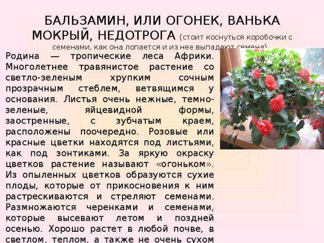 Выращивание бальзамина из семян в домашних условиях - комнатные и садовые растения, уход за ними sad-doma.net