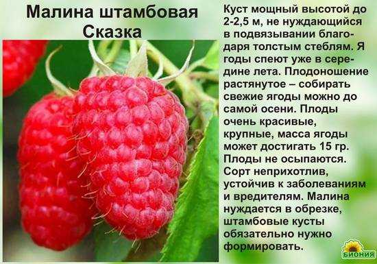 Малина изобильная: описание сорта, особенности выращивания в саду