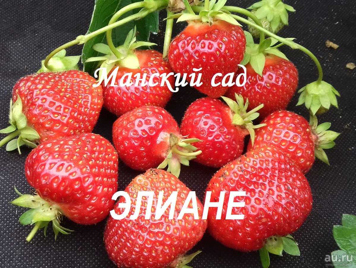 Клубника элиане: подробное описание сорта, правила выращивания, посадки и размножения (130 фото и видео)