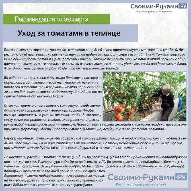 Как ухаживать за помидорами в теплице из поликарбоната, чтобы получить ранний урожай