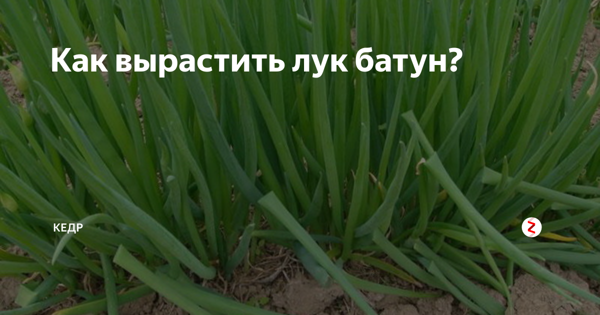 Лук-батун: посадка и уход в открытом грунте, выращивание из семян, также когда сеять весной, как правильно сажать, часто ли срезать, каким образом убирать и хранить?