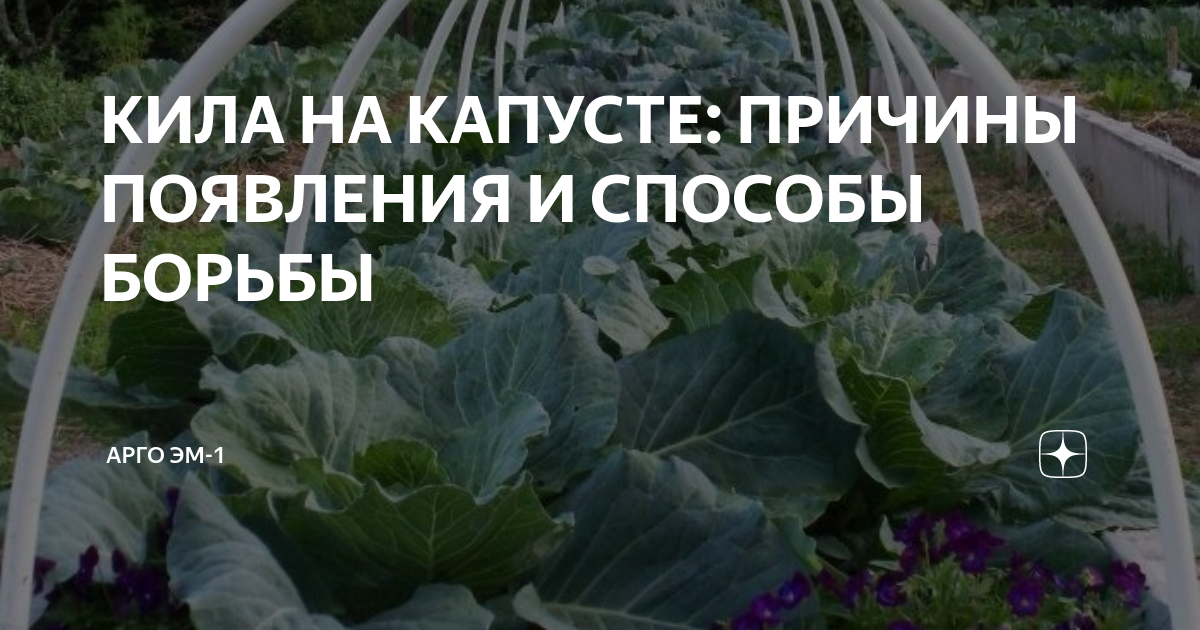Как защитить капусту от вредителей без химикатов (натуральными средствами)