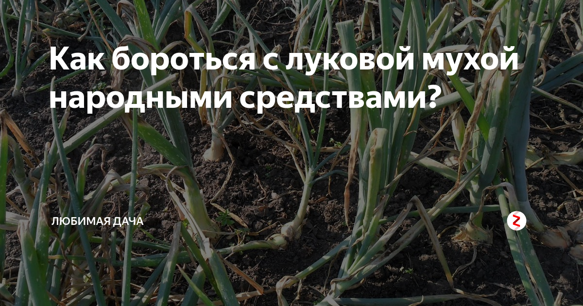 Что нужно сделать для защиты от луковой мухи весной: топ-8 неотложных мер
