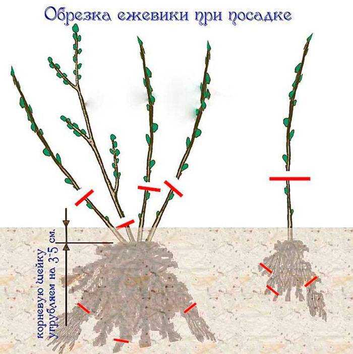 Ежевика натчез: отзывы, фото, описание сорта, посадка и уход, опылители, обрезка и размножение