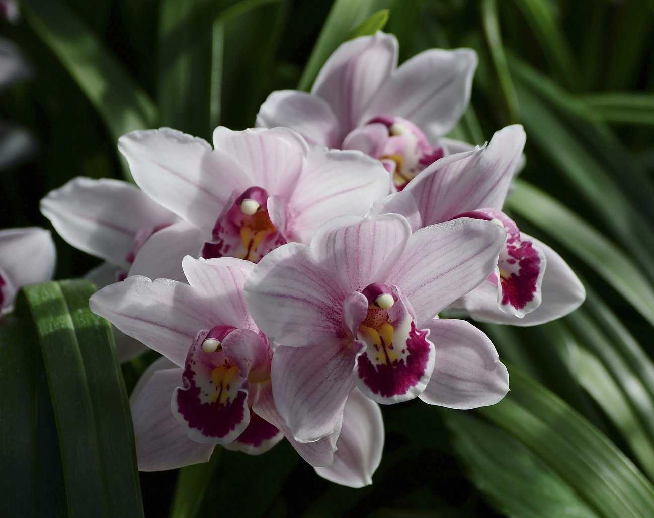 Орхидея цимбидиум - уход, выращивание, болезни