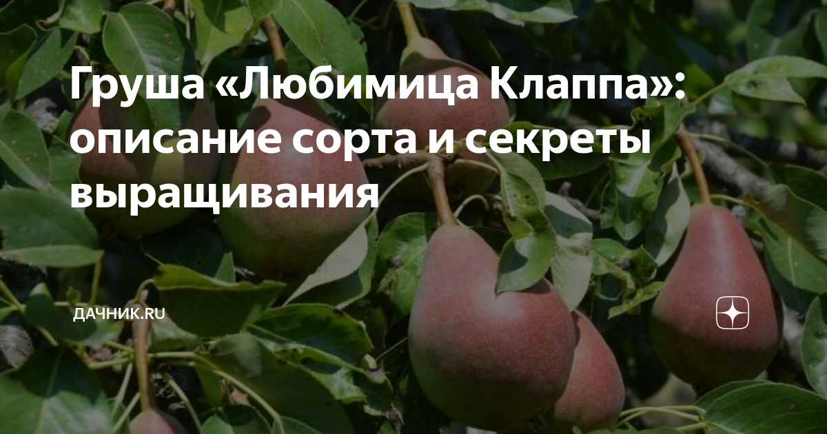 Груша сорта любимица клаппа: правила посадки и ухода за растением