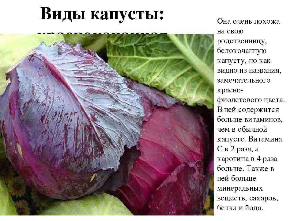 Краснокочанная капуста: как называется овощ фиолетового цвета, когда сажать, а также польза и вред для здоровья, выращивание рассадой и в открытом грунте, уход