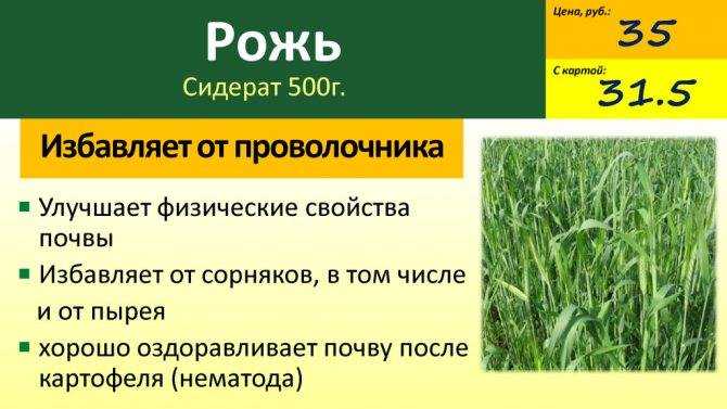 Сидераты: что это такое, какие лучше сеять весной и осенью