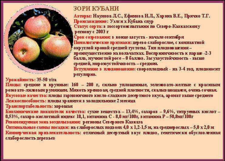 Яблоня народное: описание сорта, посадка и уход, фото, отзывы | сортовед