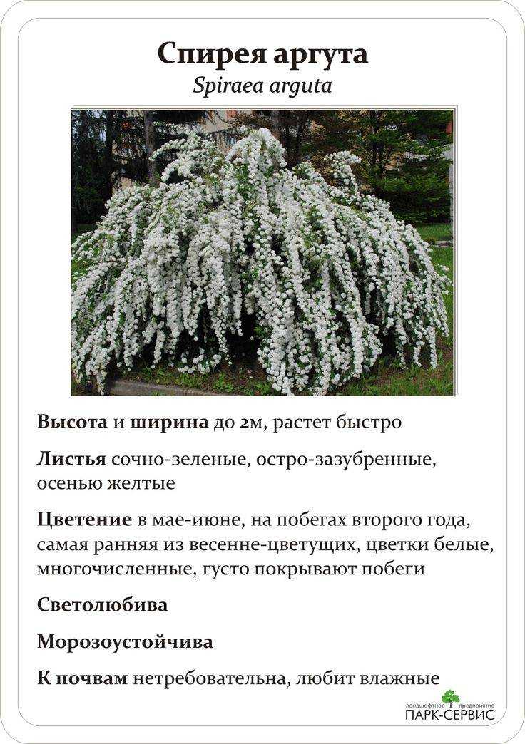 Спирея вангутта: описание сортов, посадка и уход, размножение и обрезка с фото
