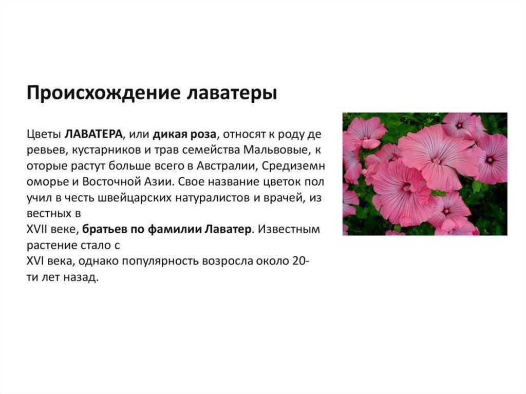 Лаватера: выращивание рассады из семян, посадка и уход в домашних условиях