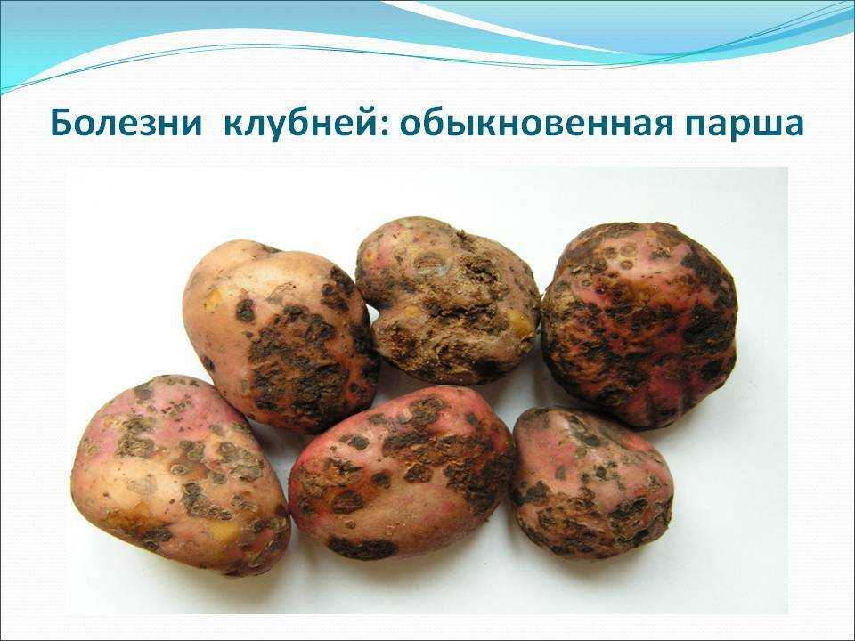 Основные болезни картофеля и меры борьбы с ними