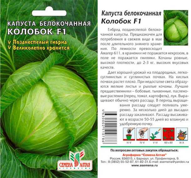 Капуста Колобок на протяжении многих лет считается продуктом великолепного качества, поскольку обладает прекрасным вкусом, а также большим сроком