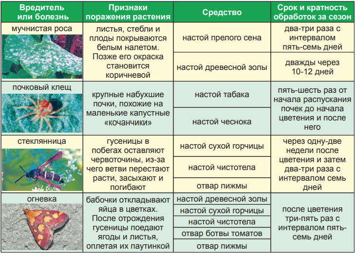 Ржавчина на груше