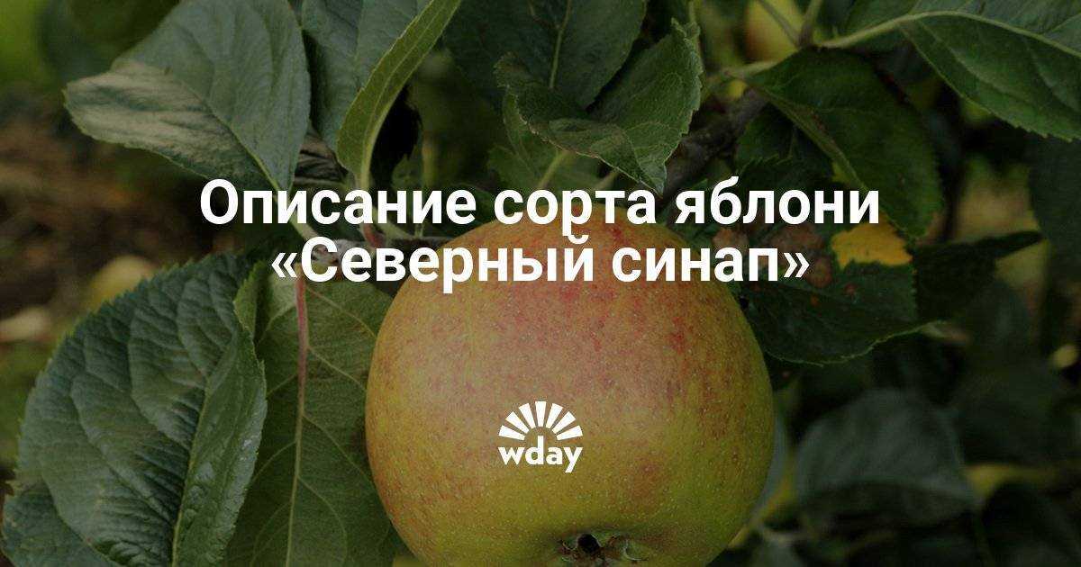 Выращивание яблони синап: разновидности сортов, их особенности. советы по уходу за яблоней синап: правильная посадка сорта, обрезка и подкормки - автор екатерина данилова - журнал женское мнение