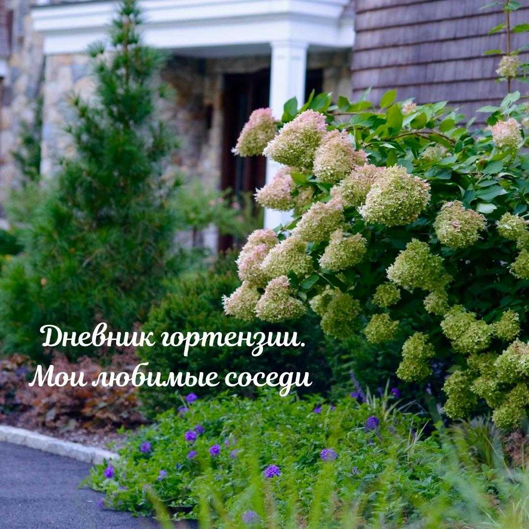 Гортензия: посадка и уход в открытом грунте, фото, сорта, размножение, выращивание и сочетание в ландшафтном дизайне