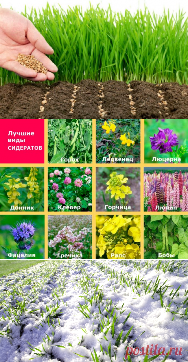 Посев сидератов осенью: как, когда и что сажать под зиму (после картофеля и других культур)