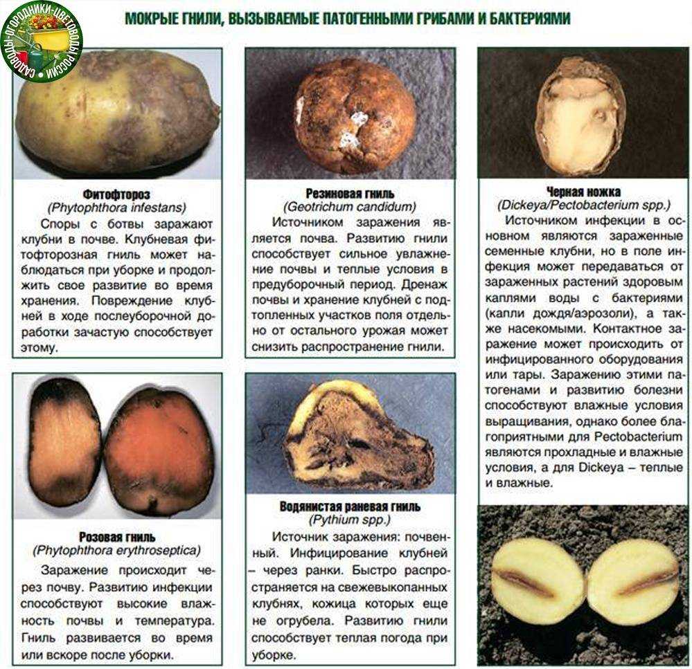 Вирусные болезни картофеля и борьба с ними