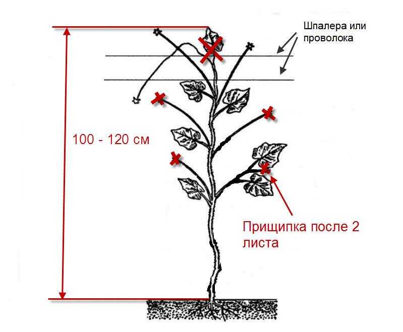 Как пасынковать и прищипывать тыкву в открытом грунте – схемы