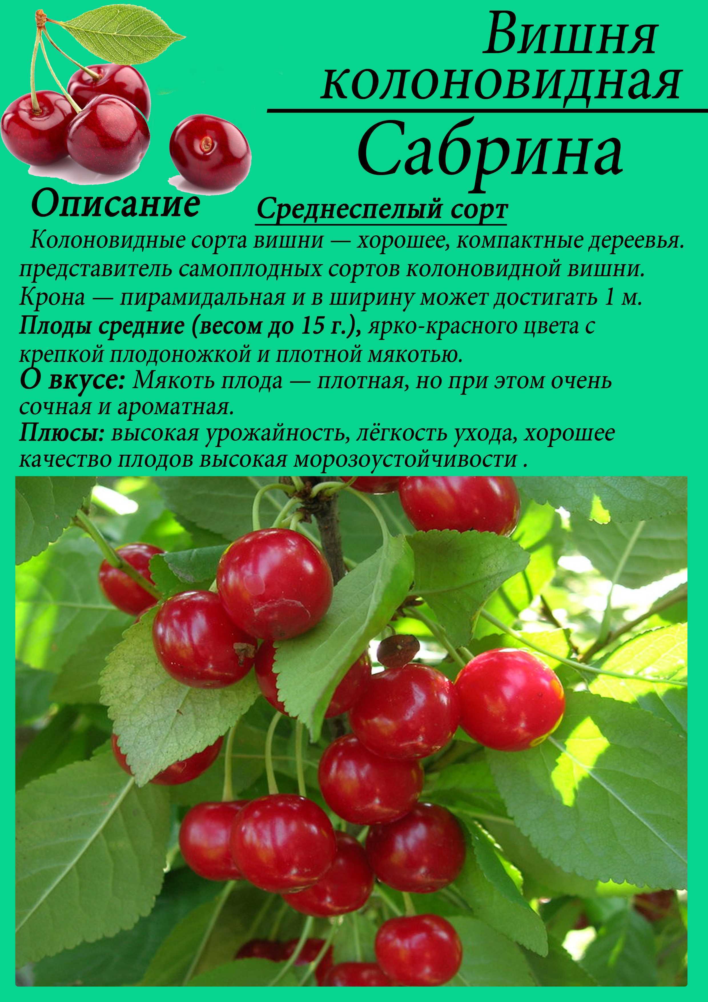 Вишня малышка: описание сорта, выращивание, отзывы, фото