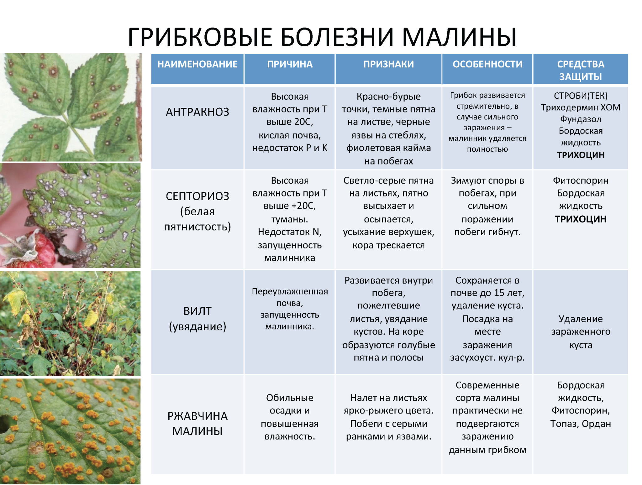 Ржавчина на груше: признаки болезни, как бороться, чем обрабатывать