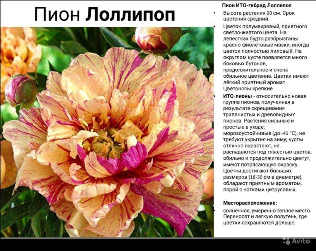Ито-пионы: тонкости ухода на supersadovnik.ru