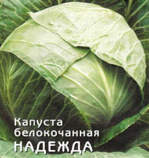 Капуста надежда: характеристики, фото и описание сорта