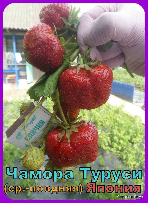 Клубника чамора туруси: описание и выращивание