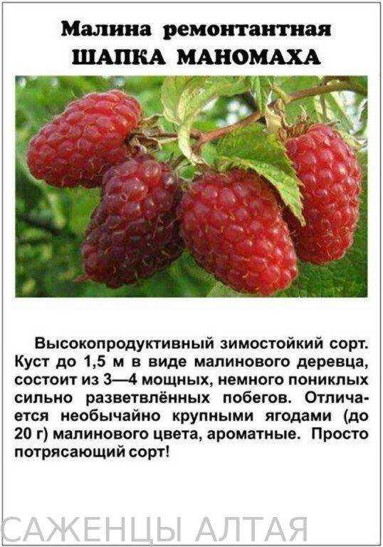 Херитейдж - сладкая и ароматная малина, посадка и уход
