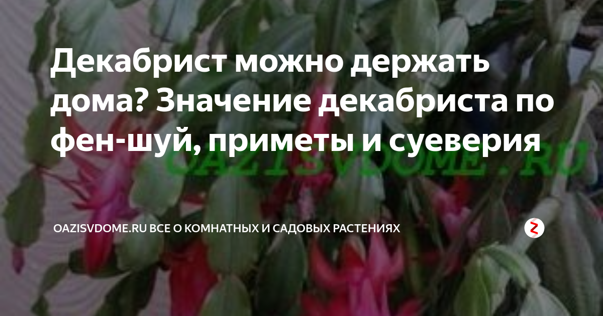 Цветок декабрист: приметы, можно ли держать дома
