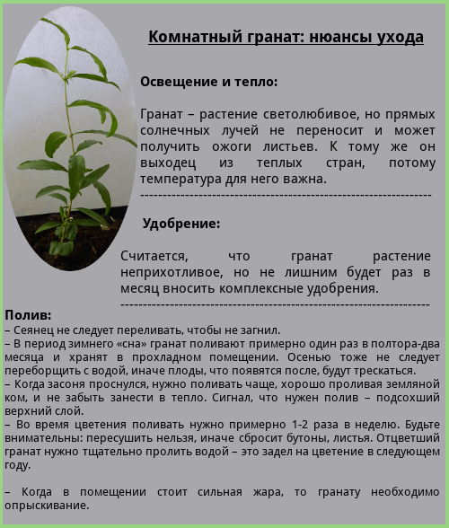 Гранат комнатный. гранат карликовый (комнатный): уход, обрезка, размножение, сорта, выращивание в домашних условиях . обсуждение на liveinternet