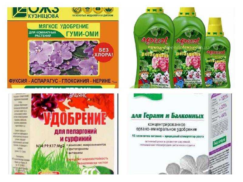 Как заставить герань цвести? / асиенда.ру