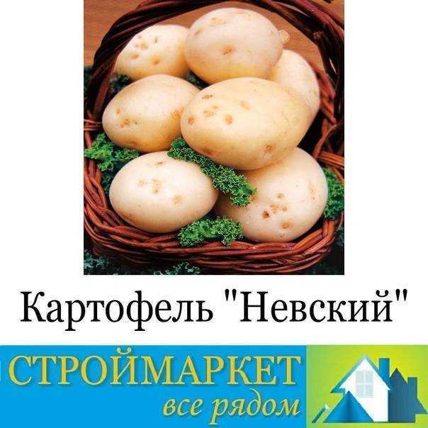 Описание и фото сорта картофеля невский: инструкции по выращиванию и уходу
