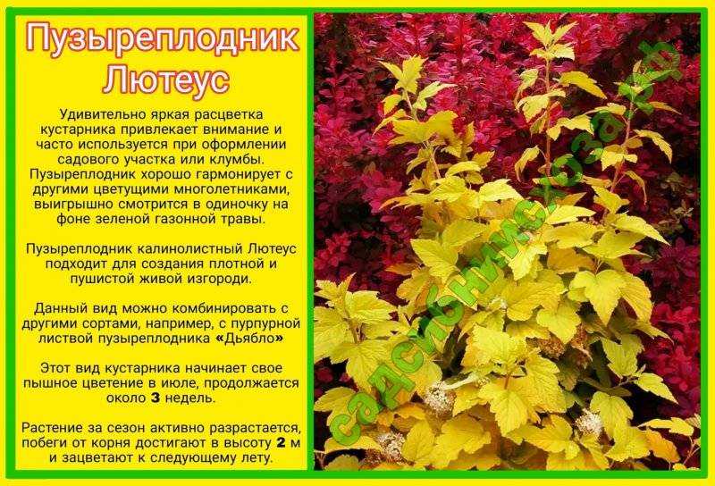 Пузыреплодник калинолистный: сорта, правила посадки, ухода и размножения
