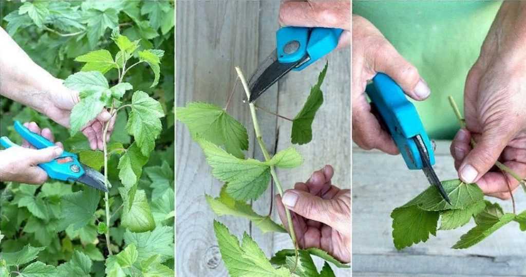 Размножение смородины черенками летом, осенью и весной: как сделать черенкование зеленых и одревесневших веточек, а также нюансы укоренения и посадки