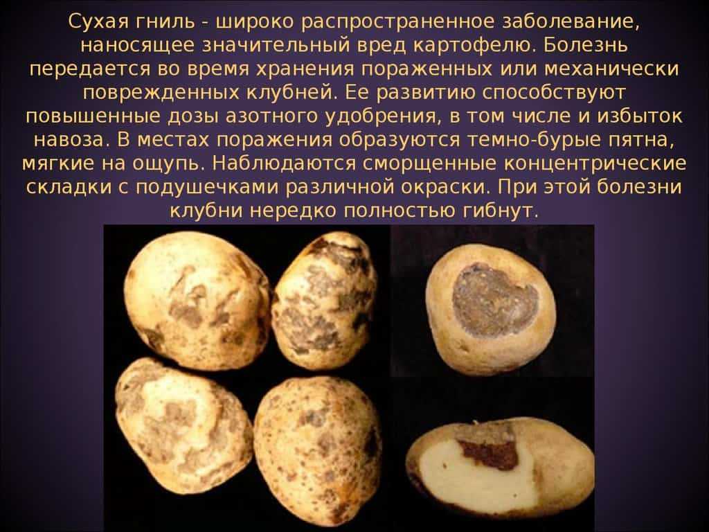 Болезни картофеля: описание, способы лечения, борьба с заболеваниями, фото
