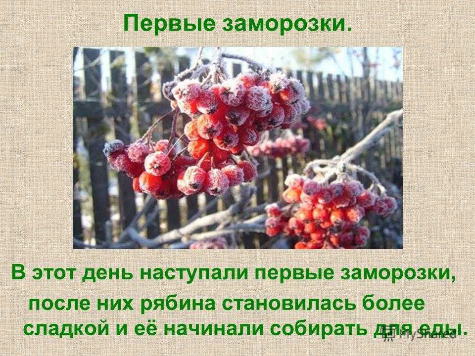 5 деревьев-оберегов, которые наши предки всегда сажали возле своих домов