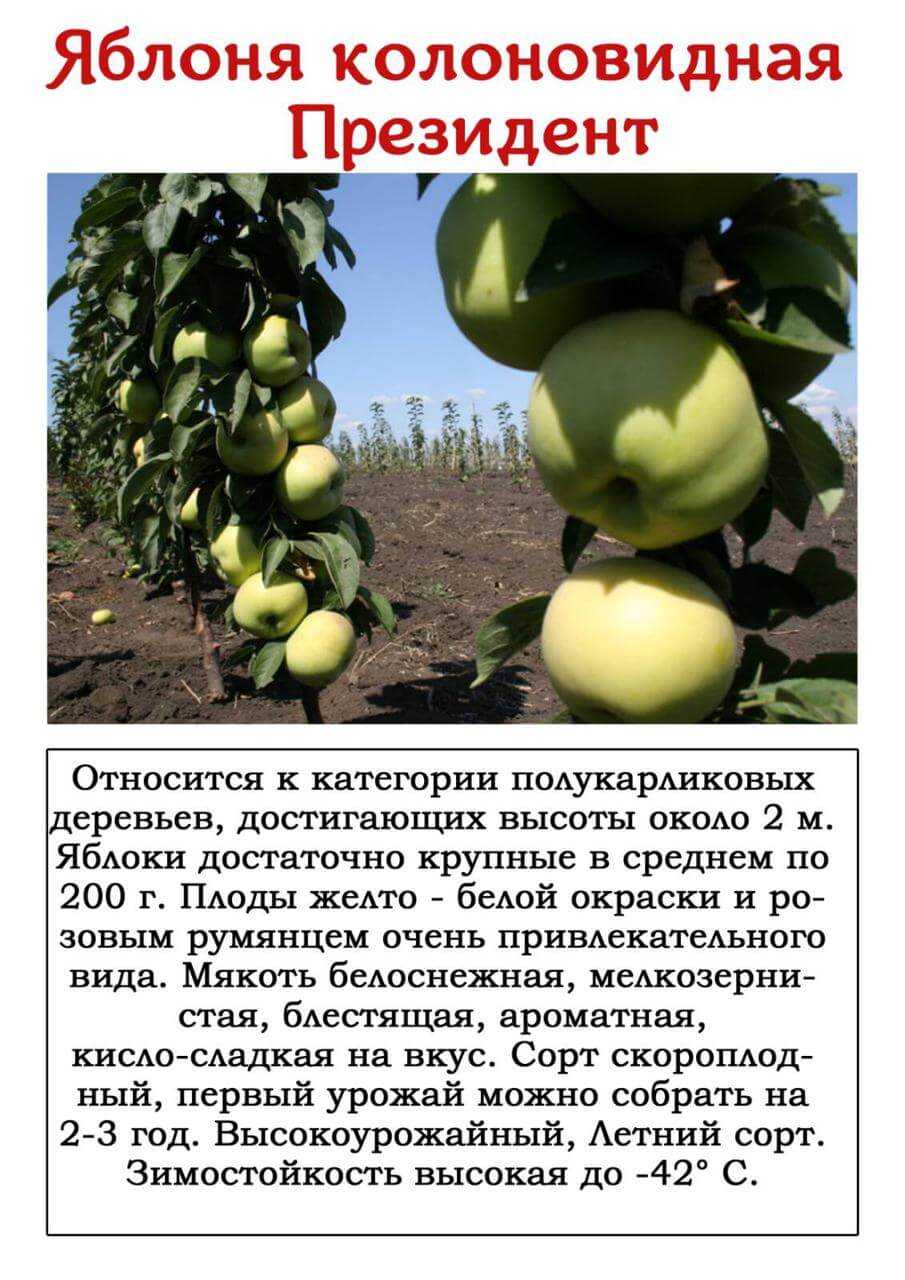 Яблоня колоновидная президент: описание сорта, фото, отзывы