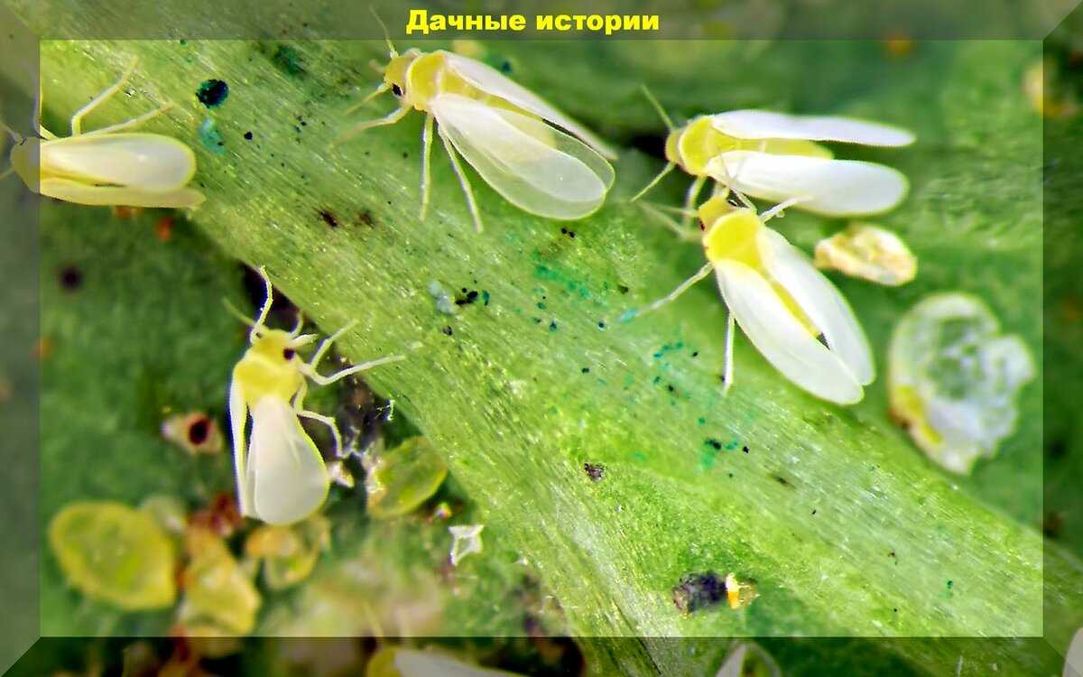 Лучшие средства от тепличной белокрылки