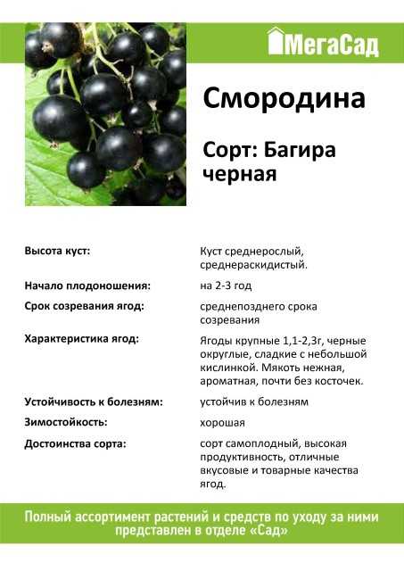 Когда собирать смородину черную: когда поспевают ягоды в разных регионах, как правильно и быстро собрать урожай с куста, рецепты заготовок