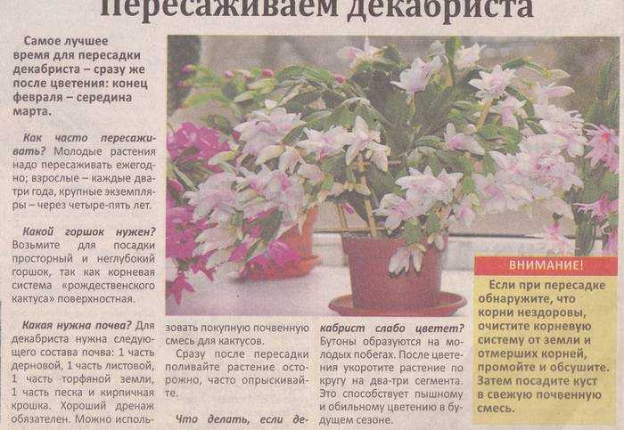 Декабрист: уход в домашних условиях
